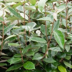 Elaeagnus X Ebbingei Ou Chalef De Ebbing