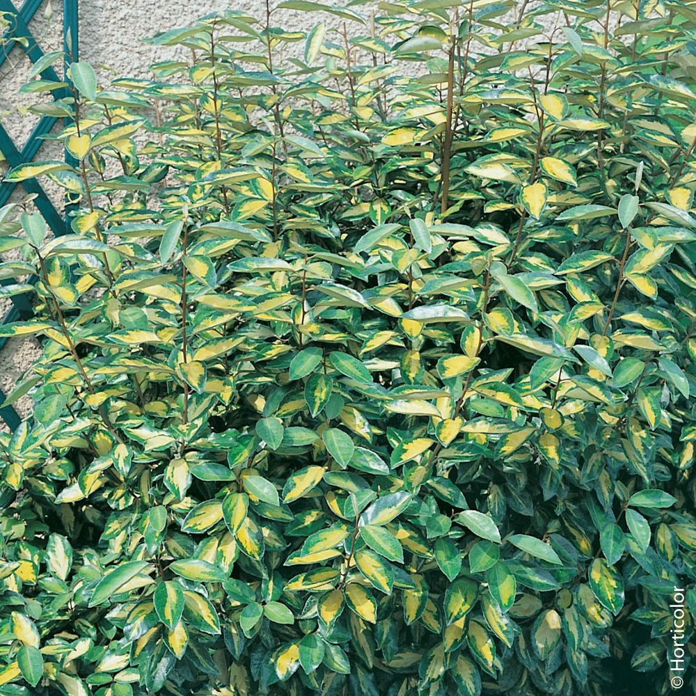 Elaeagnus X Ebbingei ‘Limelight’ Ou Chalef De Ebbing Panaché 3 Elaeagnus X Ebbingei ‘Limelight’ Ou Chalef De Ebbing Panaché