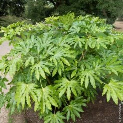 Fatsia Japonica Ou Aralia Sieboldii
