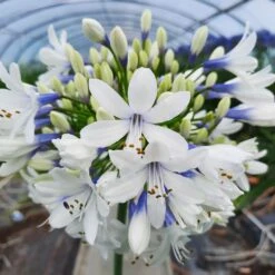 Agapanthe Naine TWISTER ® AMBIC001