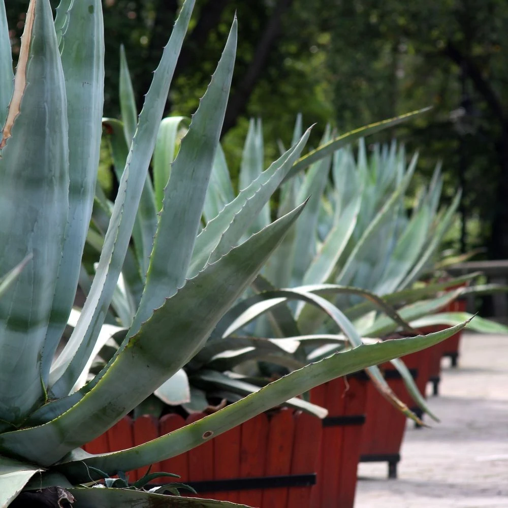 Agave D’Amérique Ou Agave Americana 5 Agave D’Amérique Ou Agave Americana – Image 3