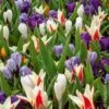 Assortiment Ninon : Tulipes Hâtives + Crocus -Meilland Richardier Soldes assortiment ninon pm080621 ho