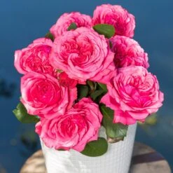 Rosier AUDREY FLEUROT ® Meicatess 11 Rosier AUDREY FLEUROT ® Meicatess -Meilland Richardier Soldes audrey fleurot meicatess 2021 004 hd 1000