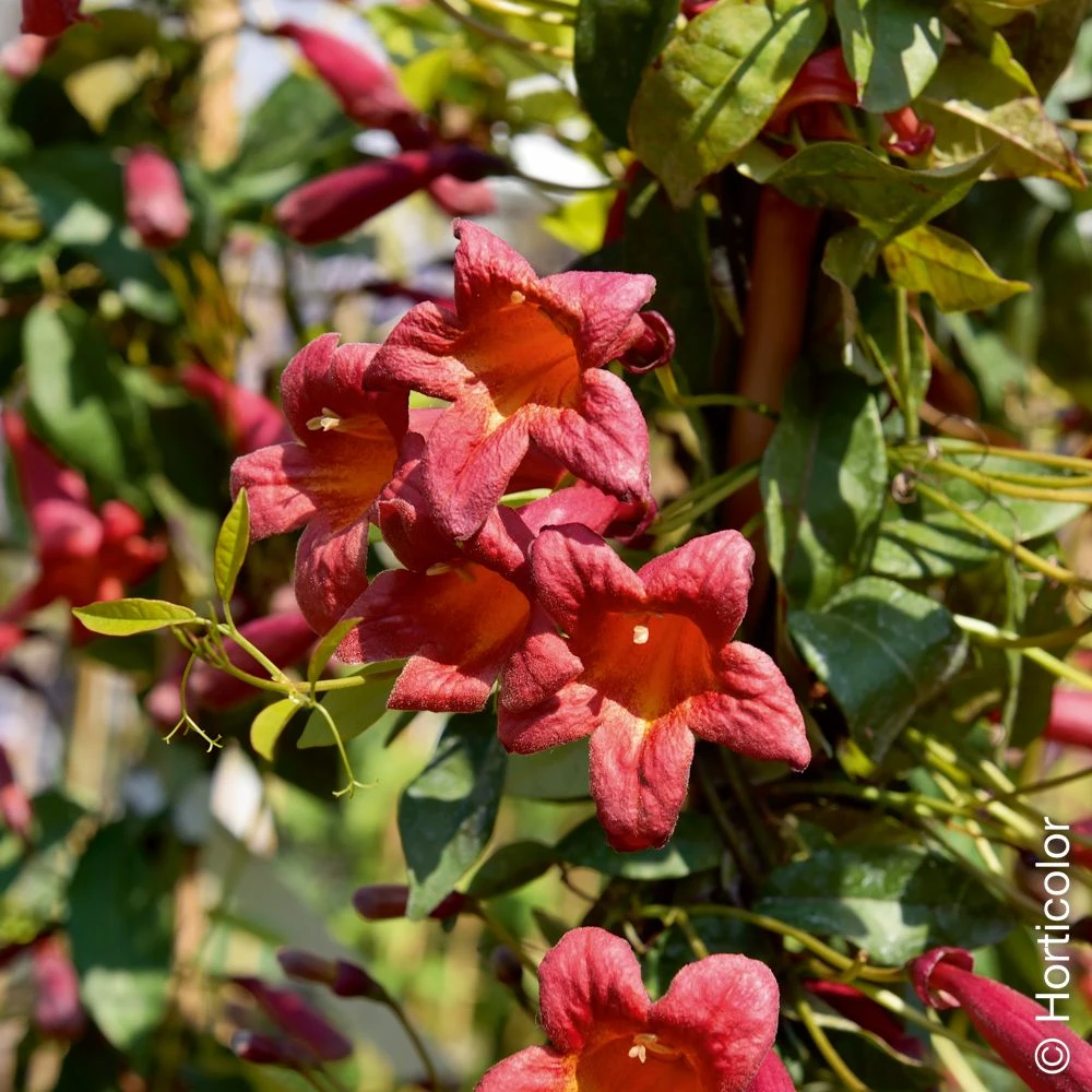 Bignone Chocolat, Bignone Café Ou Bignonia (Campsis) Capreolata Atrosanguinea 3 Bignone Chocolat, Bignone Café Ou Bignonia (Campsis) Capreolata Atrosanguinea