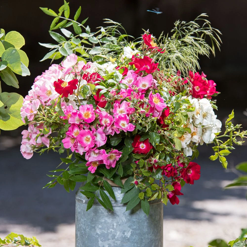 Rosier FRIENDLY ® Purple Meicosme 7 Rosier FRIENDLY ® Purple Meicosme – Image 5