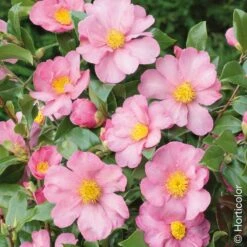 Camellia Sasanqua Cleopatra, Camélia D’automne