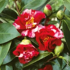 Camélia Du Japon Panaché, Camellia Japonica Ville De Nantes