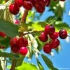 Cerisier Nain De Jardins® Chérie Cherry -Meilland Richardier Soldes cerisier nain de jardin cherrie cherry t1000