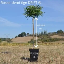 Rosier Demi-tige Semi-retombant Red DRIFT ® Meigalpio -Meilland Richardier Soldes demi tige 60 80cm drift 5