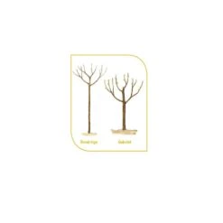 Cerisier Bigarreau Burlat 7 Cerisier Bigarreau Burlat -Meilland Richardier Soldes fr fruitiers demi tige gobelet t1000 2