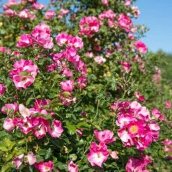 Rosier FRIENDLY ® Purple Meicosme 10 Rosier FRIENDLY ® Purple Meicosme -Meilland Richardier Soldes friendly purple var. meicome vycomte 2020 00002 2 1000