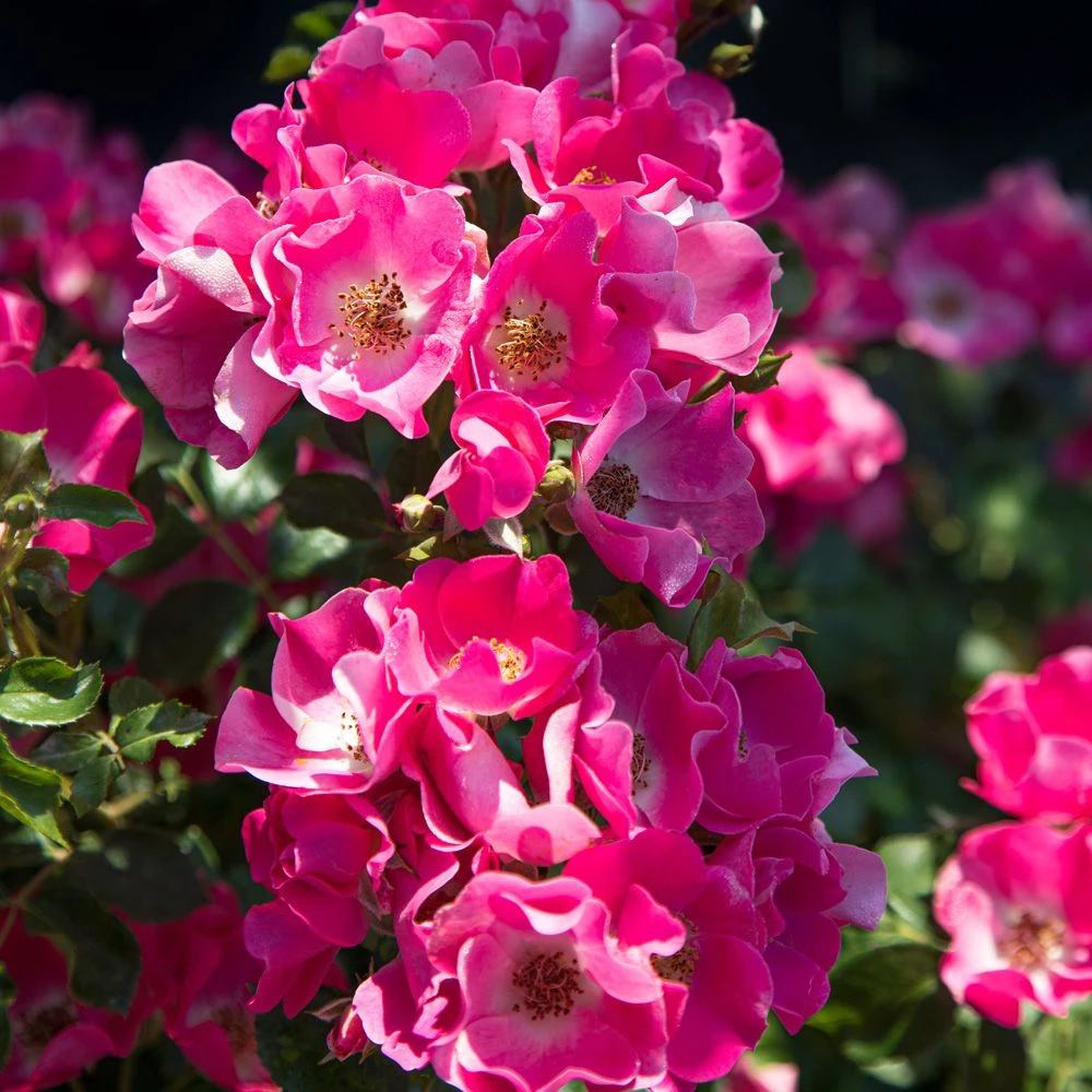 Rosier FRIENDLY ® Purple Meicosme 6 Rosier FRIENDLY ® Purple Meicosme – Image 4