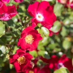 Rosier FRIENDLY ® Red Meiariba 9 Rosier FRIENDLY ® Red Meiariba -Meilland Richardier Soldes friendly red var. meiariba vytesse 2020 00004 3 1000