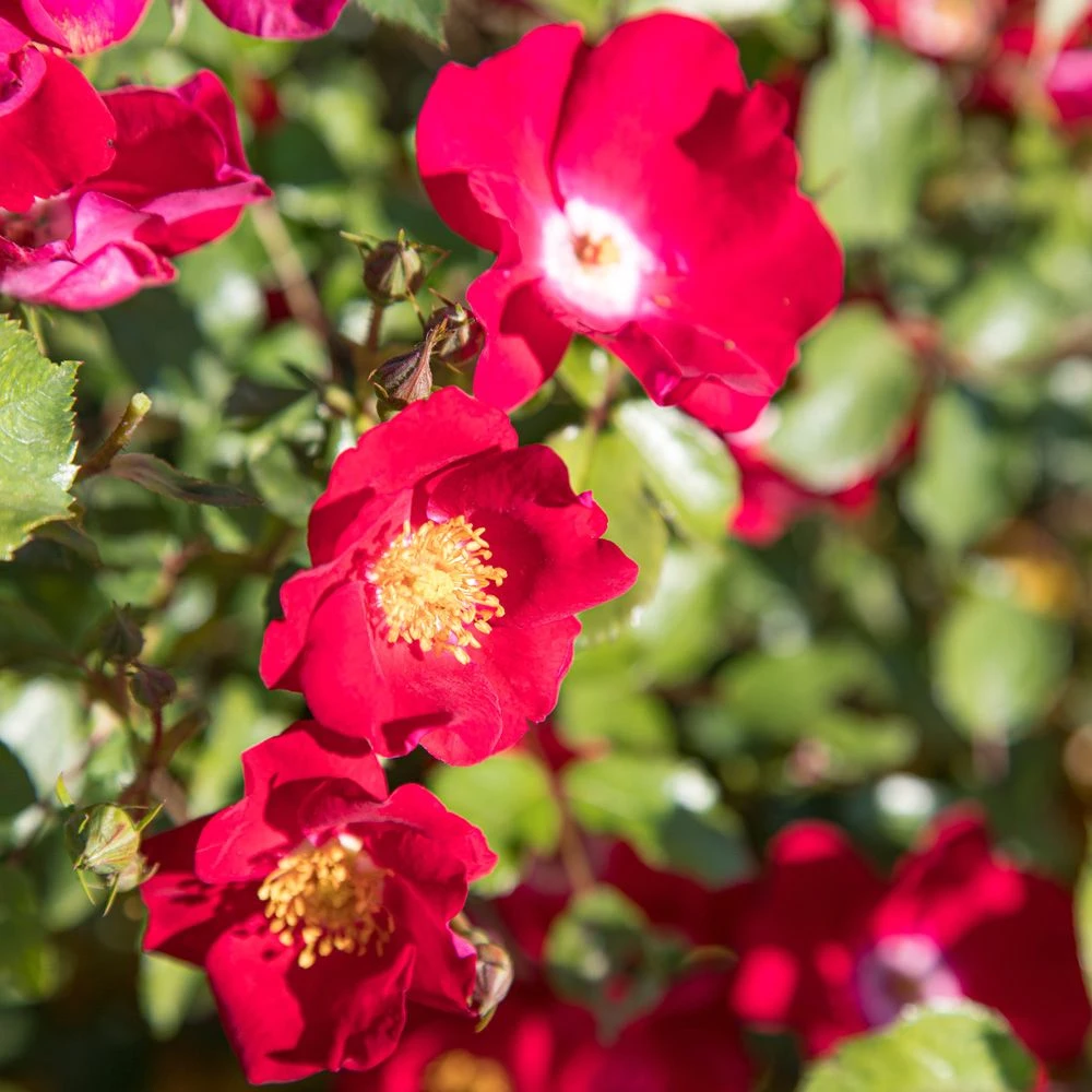 Rosier FRIENDLY ® Red Meiariba 4 Rosier FRIENDLY ® Red Meiariba – Image 2