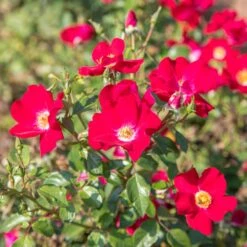 Rosier FRIENDLY ® Red Meiariba 11 Rosier FRIENDLY ® Red Meiariba -Meilland Richardier Soldes friendly red var. meiariba vytesse 2020 00006 clicclac web 1000