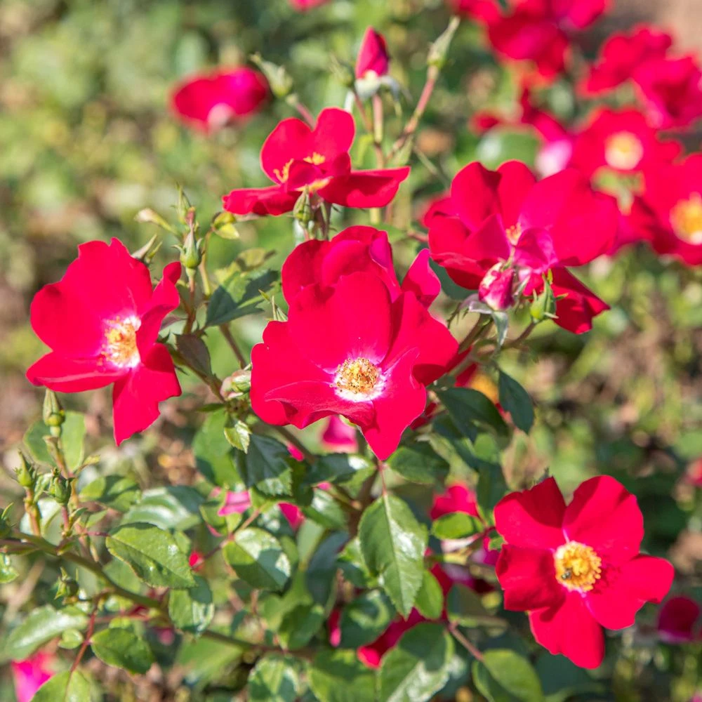 Rosier FRIENDLY ® Red Meiariba 6 Rosier FRIENDLY ® Red Meiariba – Image 4