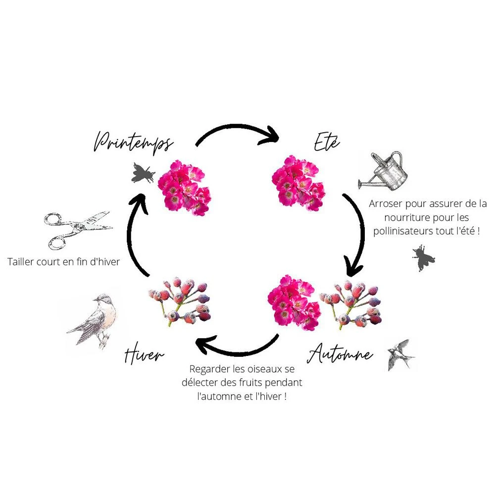 Rosier FRIENDLY ® Red Meiariba 8 Rosier FRIENDLY ® Red Meiariba – Image 6