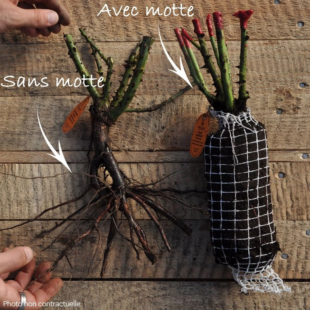 Rosier JEANNE MOREAU ® Meidiaphaz 7 Rosier JEANNE MOREAU ® Meidiaphaz – Image 5