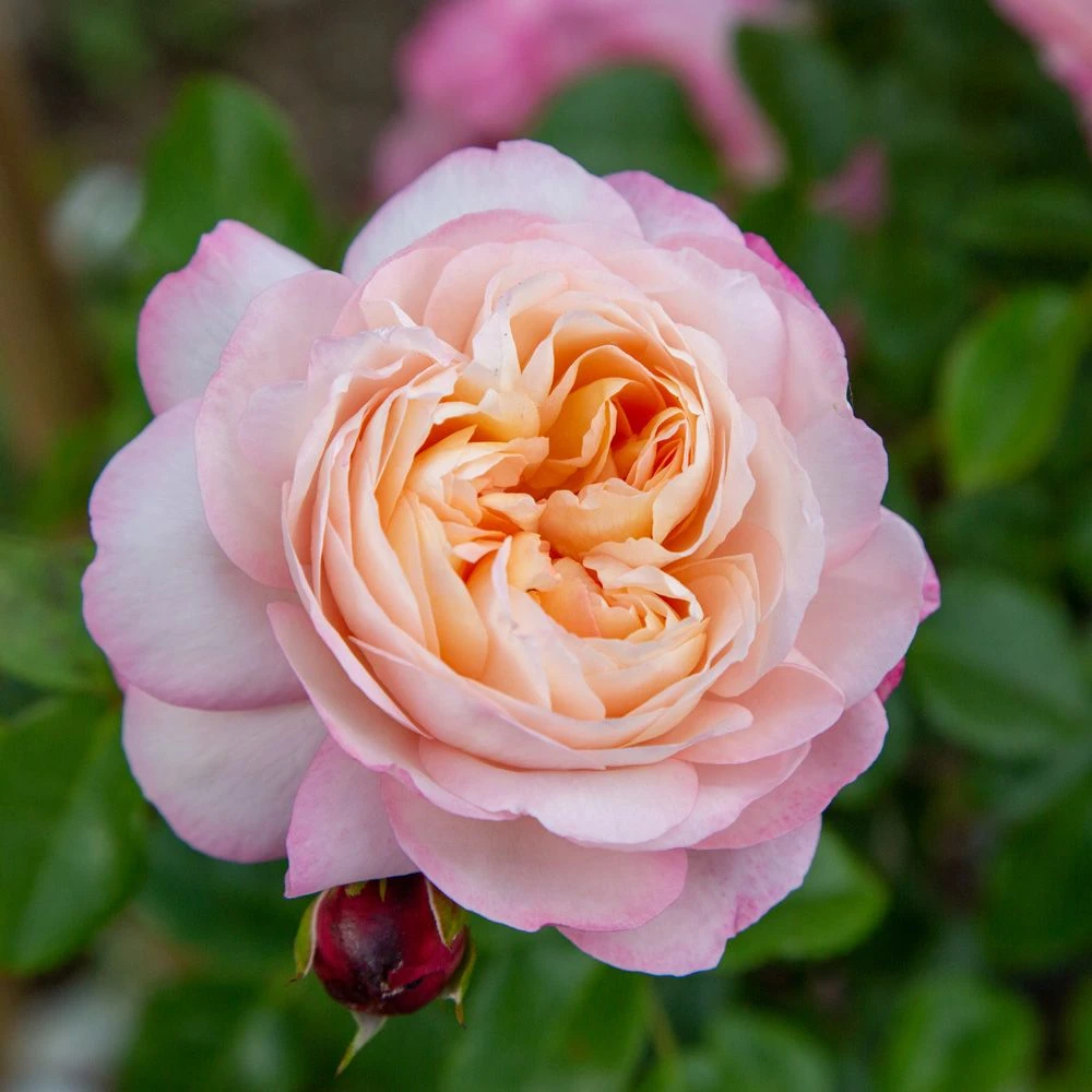 Rosier Grimpant DAVID HOCKNEY ® Meibritty 5 Rosier Grimpant DAVID HOCKNEY ® Meibritty – Image 3