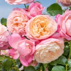 Rosier Grimpant DAVID HOCKNEY ® Meibritty 10 Rosier Grimpant DAVID HOCKNEY ® Meibritty -Meilland Richardier Soldes grimpant david hockney meibritty mi nr 2022 009 2 hd 1000