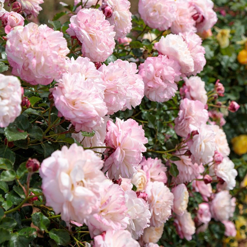 Rosier Grimpant DAVID HOCKNEY ® Meibritty 7 Rosier Grimpant DAVID HOCKNEY ® Meibritty – Image 5