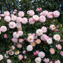 Rosier Grimpant DAVID HOCKNEY ® Meibritty 8 Rosier Grimpant DAVID HOCKNEY ® Meibritty -Meilland Richardier Soldes grimpant david hockney meibritty paliss mi 1000