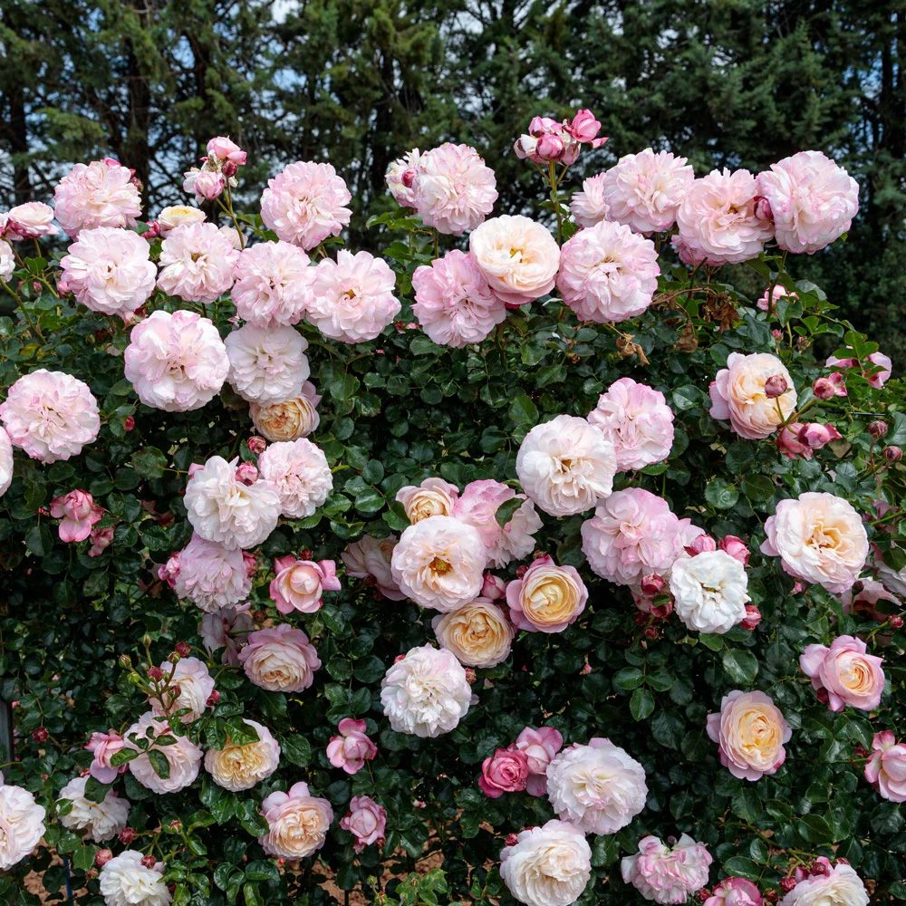 Rosier Grimpant DAVID HOCKNEY ® Meibritty 4 Rosier Grimpant DAVID HOCKNEY ® Meibritty – Image 2