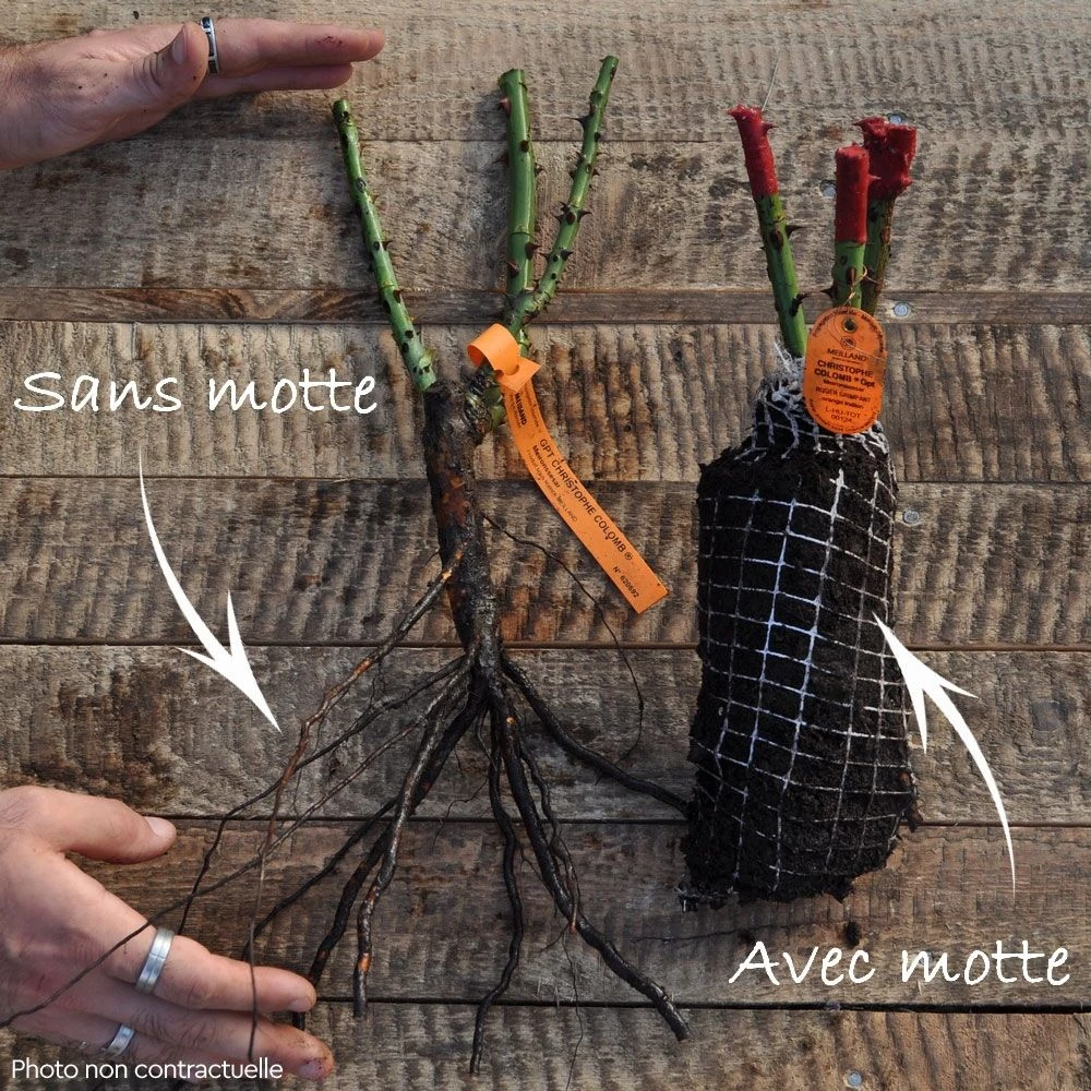 Rosier Grimpant Oriental PEACE ® Baipeacesar 5 Rosier Grimpant Oriental PEACE ® Baipeacesar – Image 3