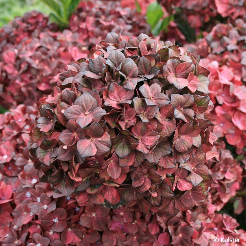 Hortensia Ou Hydrangea Macrophylla Chocolate EVER BELLES ® Hokomachoko 3 Hortensia Ou Hydrangea Macrophylla Chocolate EVER BELLES ® Hokomachoko