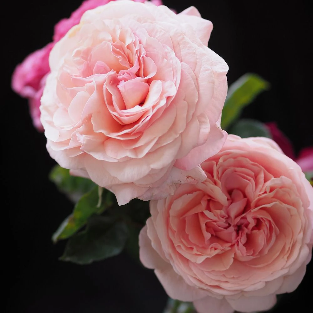 Rosier JEAN DE LA FONTAINE ® Meiffable 5 Rosier JEAN DE LA FONTAINE ® Meiffable – Image 3