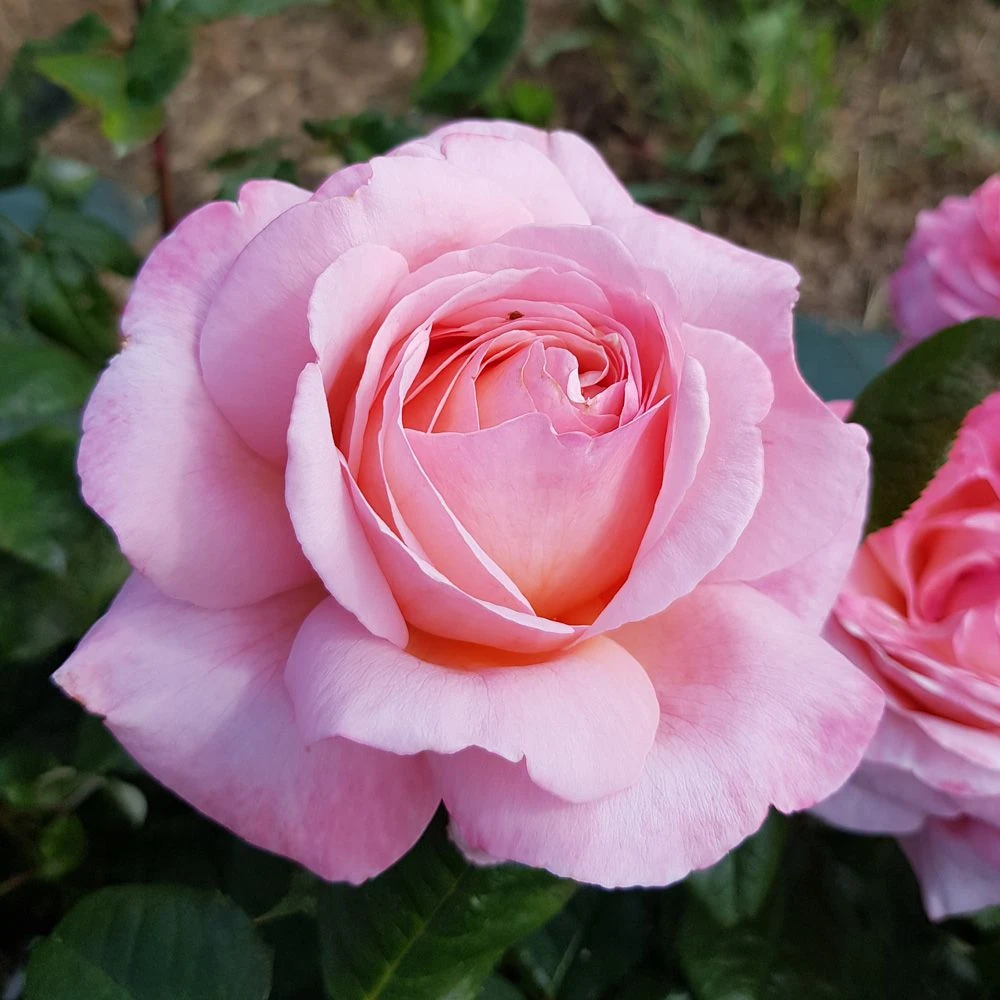 Rosier JEAN DE LA FONTAINE ® Meiffable 4 Rosier JEAN DE LA FONTAINE ® Meiffable – Image 2