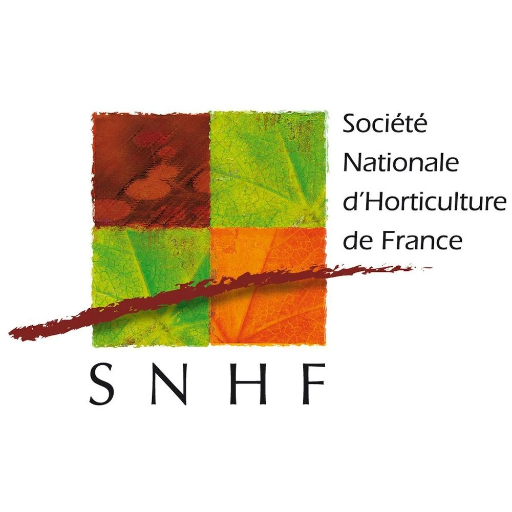 Rosier RAYON DE SOLEIL ® Meianycid 6 Rosier RAYON DE SOLEIL ® Meianycid – Image 4