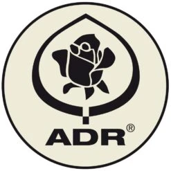 Rosier Grimpant SABRINA ® Meiptorius 13 Rosier Grimpant SABRINA ® Meiptorius -Meilland Richardier Soldes logo adr t1000 18