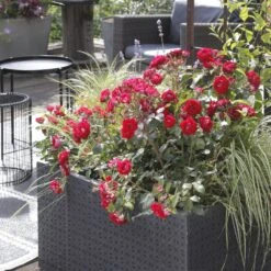 Rosier BELLE DE GRASSE ® Meibelitz 9 Rosier BELLE DE GRASSE ® Meibelitz -Meilland Richardier Soldes meibelitz 11 1000