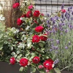 Rosier BELLE DE GRASSE ® Meibelitz 11 Rosier BELLE DE GRASSE ® Meibelitz -Meilland Richardier Soldes meibelitz 9 1000