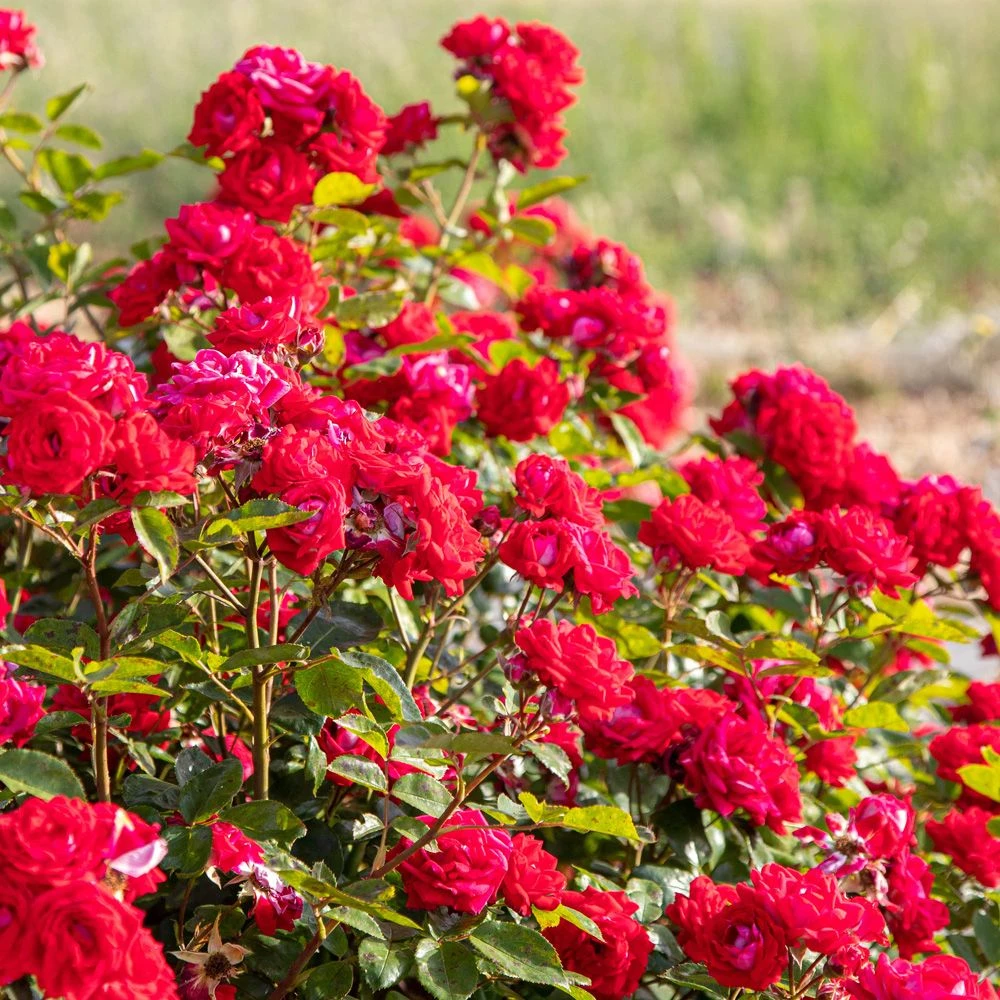 Rosier BELLE DE GRASSE ® Meibelitz 3 Rosier BELLE DE GRASSE ® Meibelitz