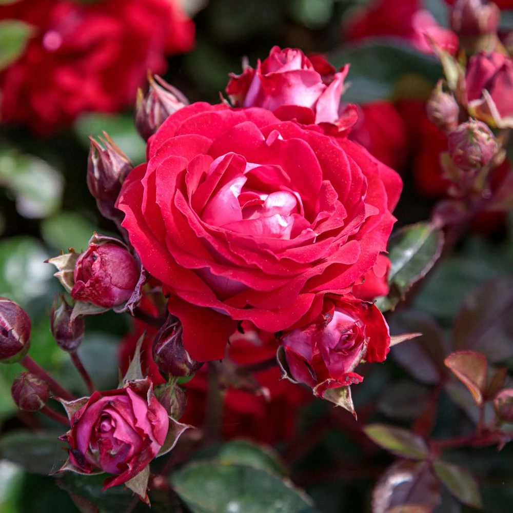 Rosier BELLE DE GRASSE ® Meibelitz 4 Rosier BELLE DE GRASSE ® Meibelitz – Image 2