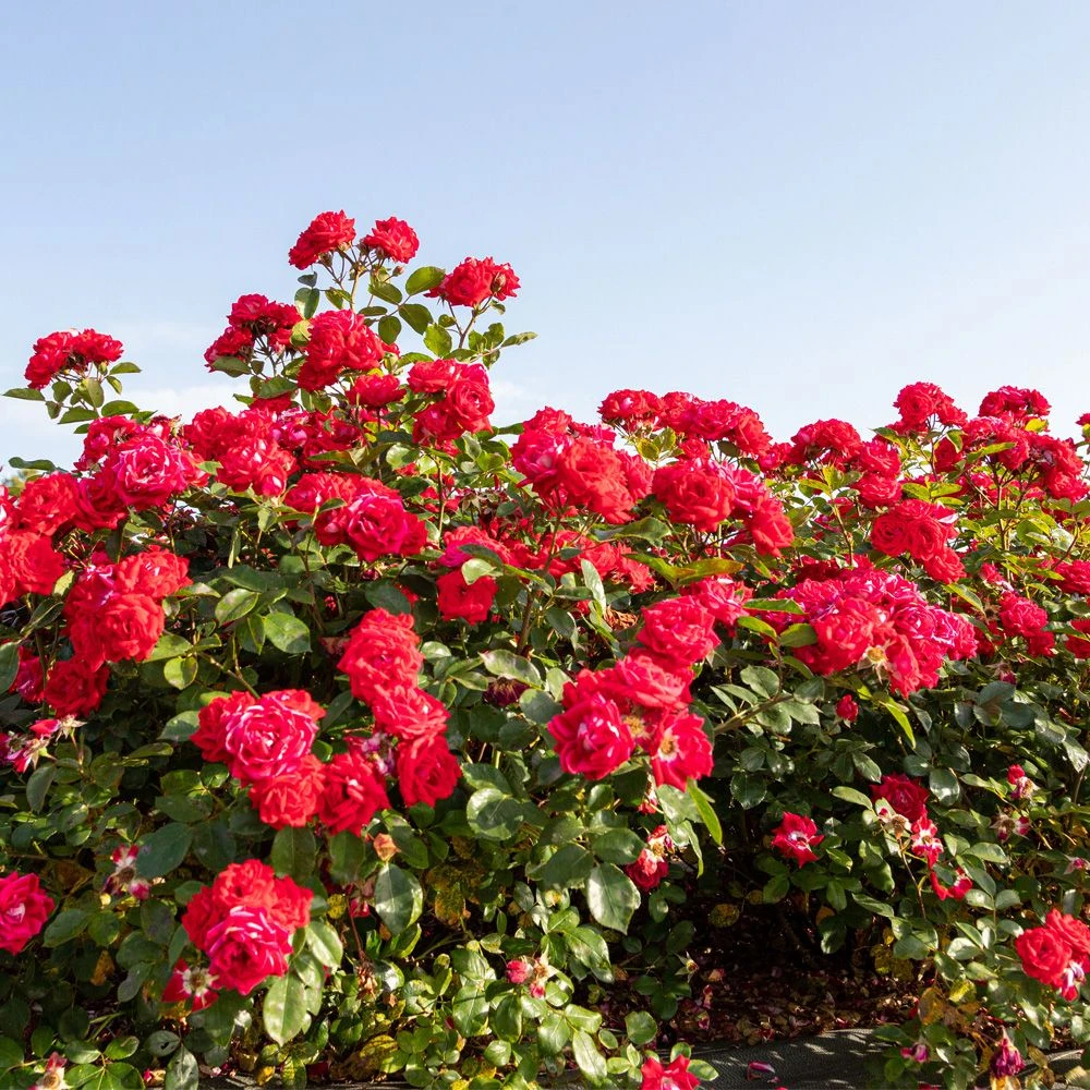 Rosier BELLE DE GRASSE ® Meibelitz 6 Rosier BELLE DE GRASSE ® Meibelitz – Image 4