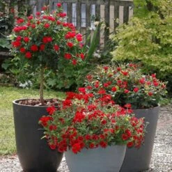 Rosier Mini-tige ZEPETI ® Meibenbino -Meilland Richardier Soldes meibenbino tige situation eb190618 030 1000x1000 1