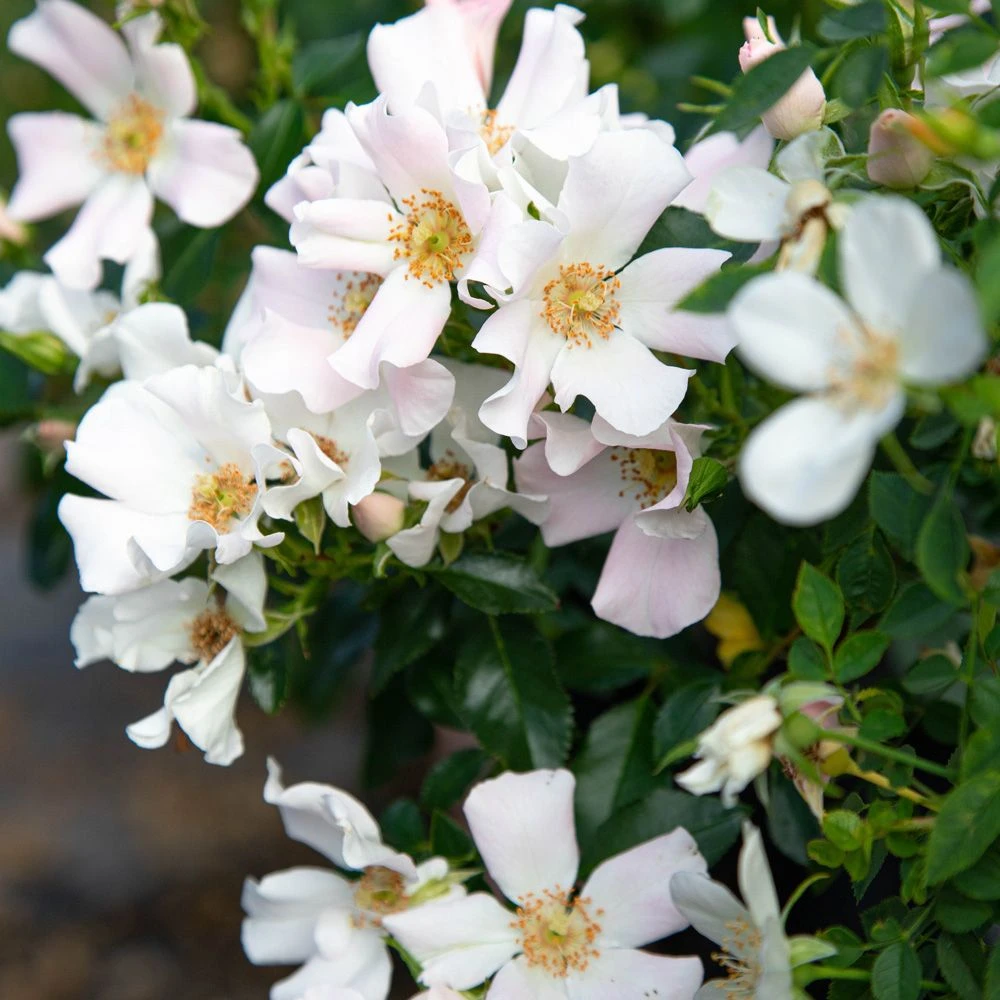 Rosier CHAMPS ELYSEES ® Meiplumty 4 Rosier CHAMPS ELYSEES ® Meiplumty – Image 2