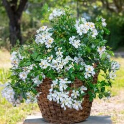 Rosier CHAMPS ELYSEES ® Meiplumty 7 Rosier CHAMPS ELYSEES ® Meiplumty -Meilland Richardier Soldes meiplumty 2021 00038 hd 1000