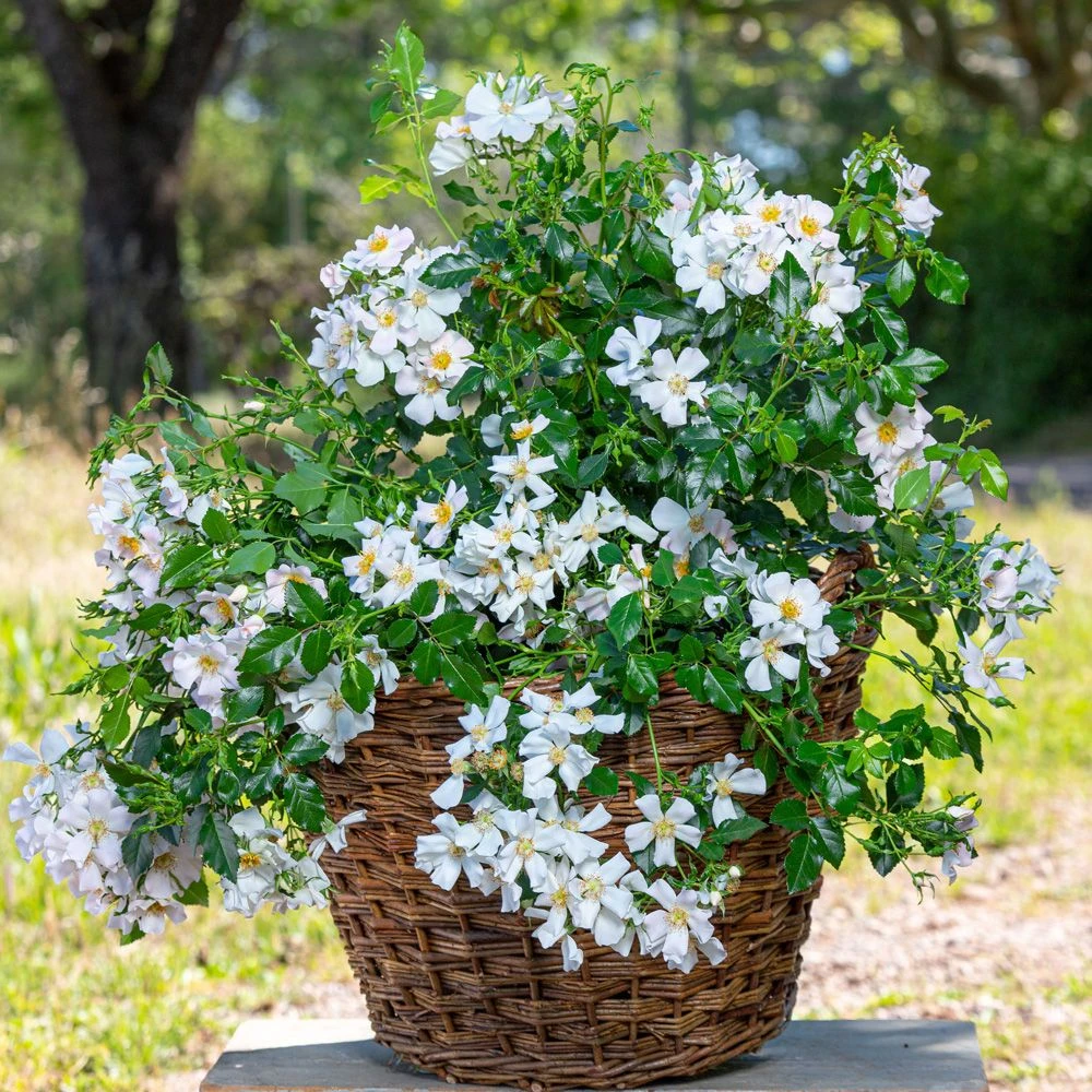 Rosier CHAMPS ELYSEES ® Meiplumty 5 Rosier CHAMPS ELYSEES ® Meiplumty – Image 3