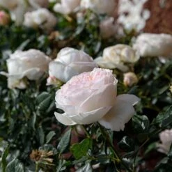 Rosier CAMILLE CLAUDEL ® Meiroguste 8 Rosier CAMILLE CLAUDEL ® Meiroguste -Meilland Richardier Soldes meiroguste camille claudel 19 00012 copie t1000