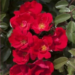 Rosier LA SEVILLANA ® Plus Meishitai 5 Rosier LA SEVILLANA ® Plus Meishitai -Meilland Richardier Soldes meishitai 001 hd t1000