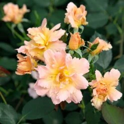 Rosier Flame ORIGAMI ® Meitincel 7 Rosier Flame ORIGAMI ® Meitincel -Meilland Richardier Soldes meitincel flame origami 2 t1000