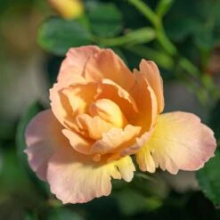 Rosier Flame ORIGAMI ® Meitincel 6 Rosier Flame ORIGAMI ® Meitincel -Meilland Richardier Soldes meitincel flame origami t1000