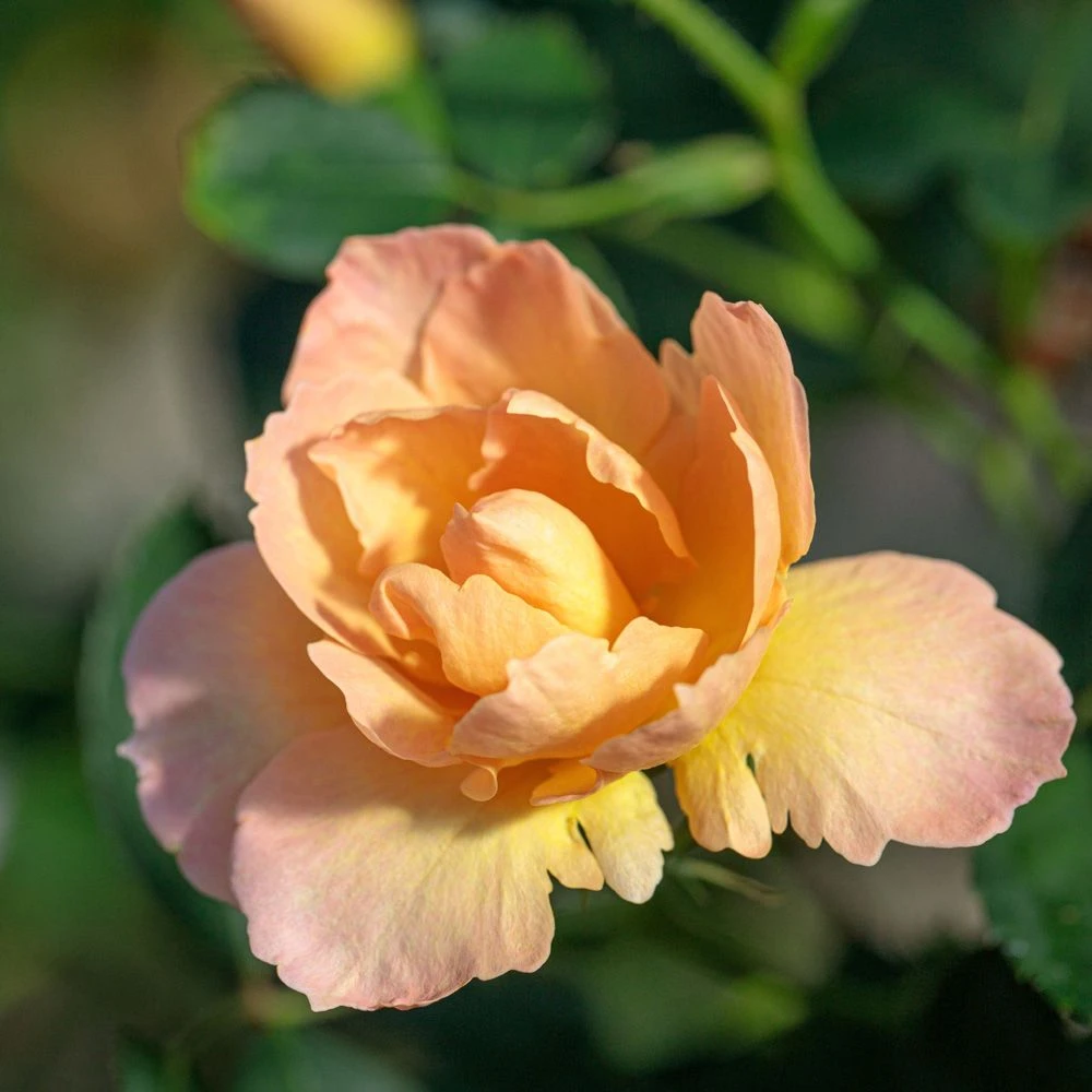 Rosier Flame ORIGAMI ® Meitincel 4 Rosier Flame ORIGAMI ® Meitincel – Image 2