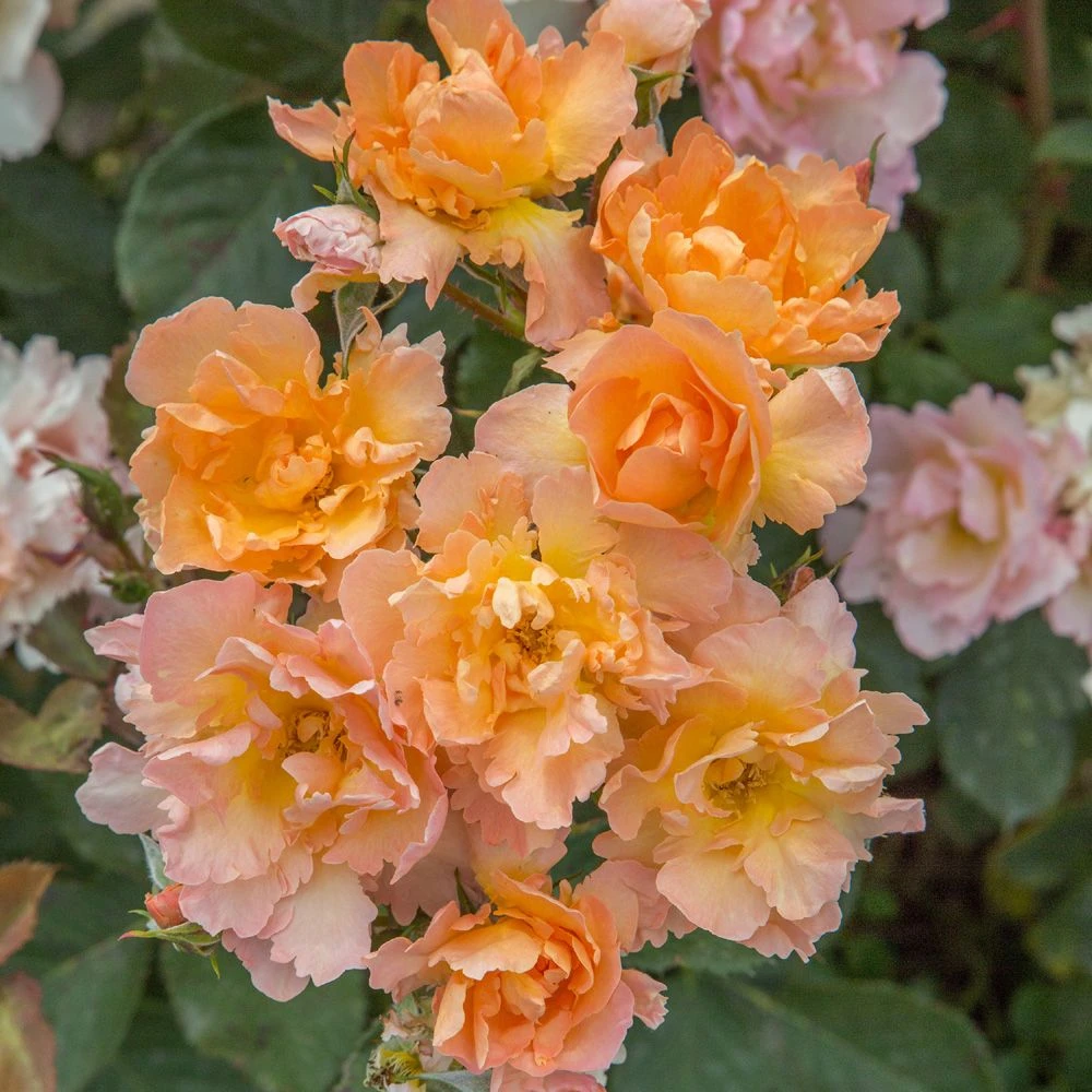 Rosier Flame ORIGAMI ® Meitincel 3 Rosier Flame ORIGAMI ® Meitincel