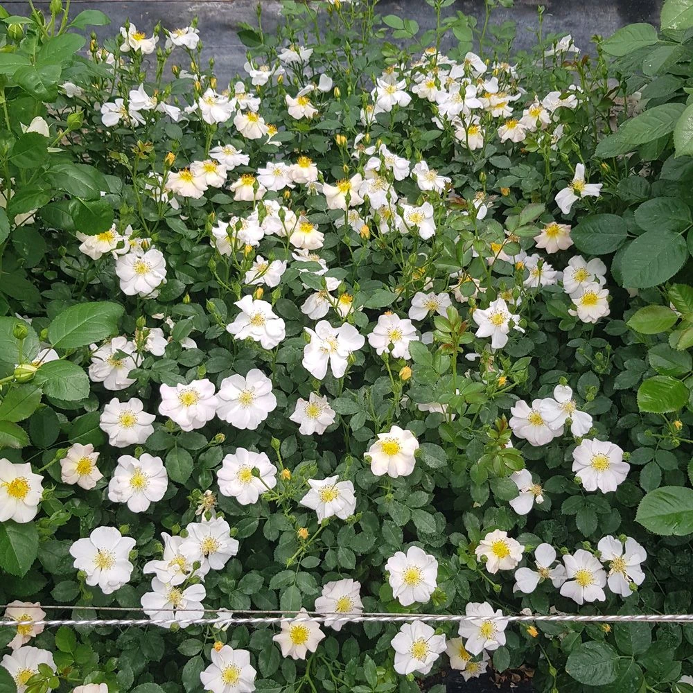 Rosier PRETTY ® Cream Meizhakari 5 Rosier PRETTY ® Cream Meizhakari – Image 3