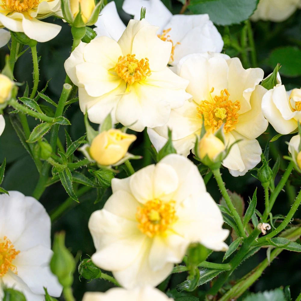 Rosier PRETTY ® Cream Meizhakari 3 Rosier PRETTY ® Cream Meizhakari